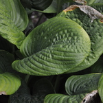Hosta  Blue Umbrellas — photo 1