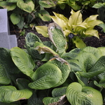Hosta  Blue Umbrellas — photo 2