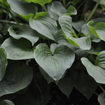 Hosta Candy Hearts — photo 1