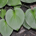 Hosta Candy Hearts — photo 2