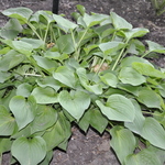 Hosta Candy Hearts — photo 3