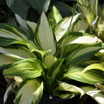 Hosta  Captain Kirk — photo 1