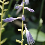 Hosta  Captain Kirk — photo 2