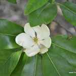 Magnolia virginiana — photo 4