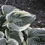 Hosta Christmas Pageant — photo 1