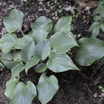 Hosta Cinnamon Sticks — photo 2