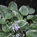 Hosta Crusader — photo 1