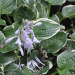 Hosta Crusader — photo 2