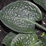 Hosta Deep Blue Sea — photo 1