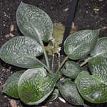 Hosta Deep Blue Sea — photo 2