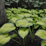 Hosta Dupage Delight — photo 2