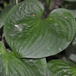 Hosta Edge Of The Night — photo 1