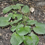 Hosta Edge Of The Night — photo 2