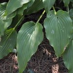 Hosta 'elvis Lives' — photo 1