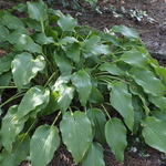 Hosta 'elvis Lives' — photo 2