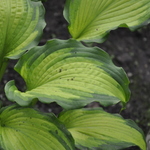 Hosta Emerald Ruff Cut — photo 1