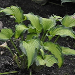 Hosta Emerald Ruff Cut — photo 2