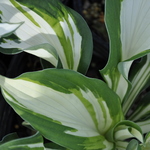 Hosta Enterprise — photo 1
