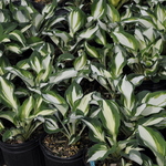 Hosta Enterprise — photo 3