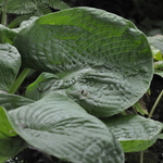 Hosta Evelyn Mccafferty — photo 1