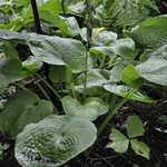 Hosta Evelyn Mccafferty — photo 2