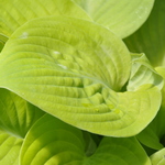 Hosta Faith — photo 1