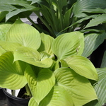 Hosta Faith — photo 2