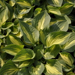 Hosta Fantasy Island — photo 1
