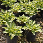 Hosta Fantasy Island — photo 2