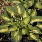 Hosta Fantasy Island — photo 3