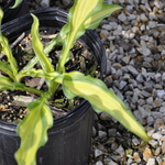 Hosta First Mate — photo 1