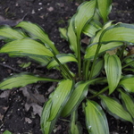 Hosta First Mate — photo 3
