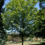 Acer saccharum 'Crescendo' — photo 2