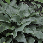 Hosta Flemish Sky — photo 1