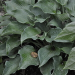 Hosta Flemish Sky — photo 2