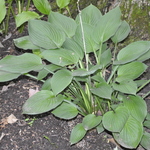 Hosta Fortuni Hyacinthiana — photo 1
