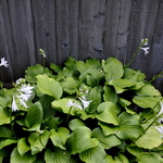 Hosta Fried Banana — photo 1