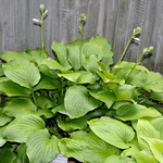 Hosta Fried Banana — photo 2