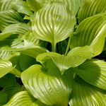 Hosta Fried Banana — photo 3