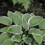 Hosta Frosted Jade — photo 1