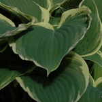 Hosta Frosted Jade — photo 2