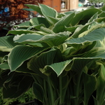 Hosta Frosted Jade — photo 3