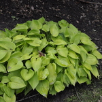 Hosta Gold Edger — photo 1