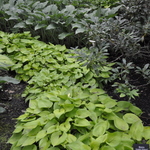 Hosta Gold Edger — photo 2