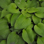 Hosta Golden Scepter — photo 1