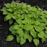 Hosta Golden Scepter — photo 2