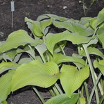 Hosta Golden Sculpture — photo 1