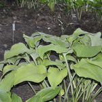 Hosta Golden Sculpture — photo 2