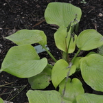 Hosta Golden Sunburst — photo 1