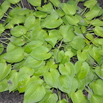 Hosta Golden Sunburst — photo 2